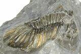 Detailed Scabriscutellum Trilobite - Morocco #363130-3